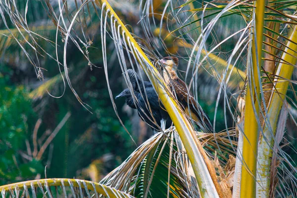 Vida Silvestre Verde Tropical Caribeña Parque Nacional Tayrona Santa Marta —  Fotos de Stock