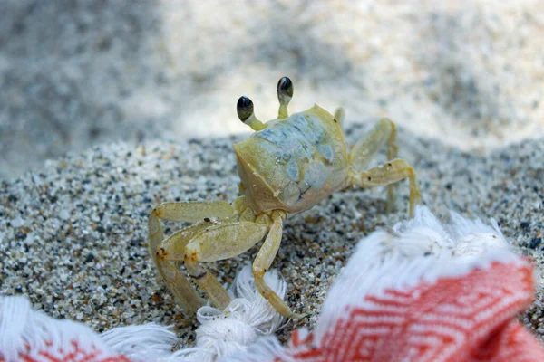 Kleine Krab Wandelen Het Witte Zandstrand Tayrona National Park Colombië — Stockfoto