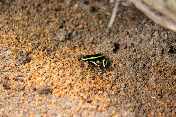 줄무늬 독화살 개구리 Dendrobates Leucomelas 콜롬비아의 아마존 정글에서 서식하는 — 스톡 사진