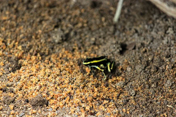 黄带毒飞镖蛙 Dendrobates Leucomelas 是一种有毒动物 产于哥伦比亚热带亚马逊丛林的莱蒂西亚 — 图库照片