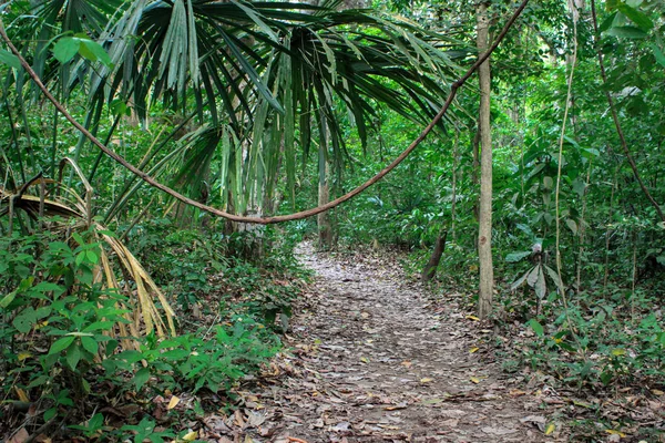 Santa Marta Kolombiya Daki Tayrona Ulusal Parkı Nda Tropik Yeşil — Stok fotoğraf