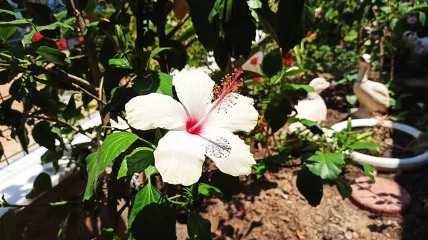 Weiße Hibiskusblüte Auf Gartenhintergrund Nahaufnahme Der Weißen Hibiskusblüte Hibiscus Rosa — Stockfoto