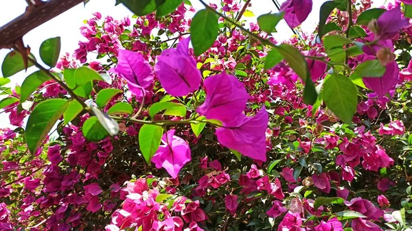 トルコの植物園で花の背景を持つカラフルなブーゲンビリアの花 — ストック写真