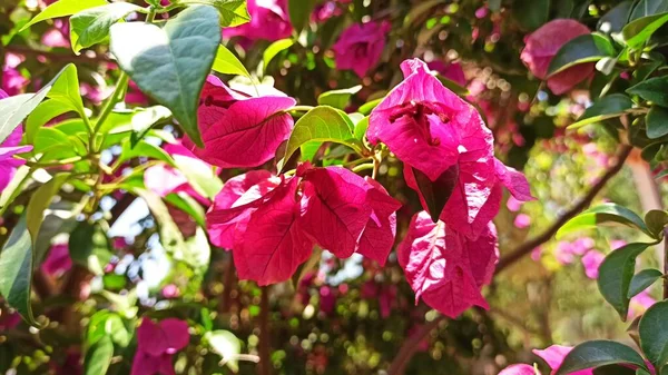 Barevné Bougainvillea Květiny Květinovým Pozadím Botanické Zahradě Turecku — Stock fotografie