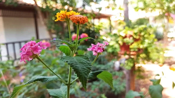 トルコの植物園で花の背景を持つカラフルなブーゲンビリアの花 — ストック写真