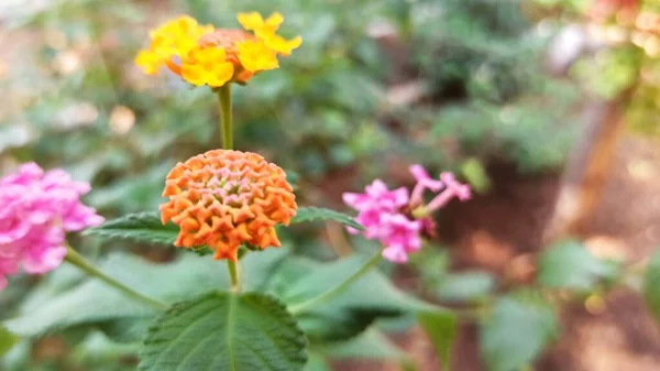 トルコの植物園で花の背景を持つカラフルなブーゲンビリアの花 — ストック写真