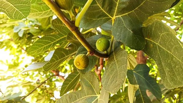Fruta Figo Grandes Folhas Ramo Uma Figueira Parte Egeia Turquia — Fotografia de Stock