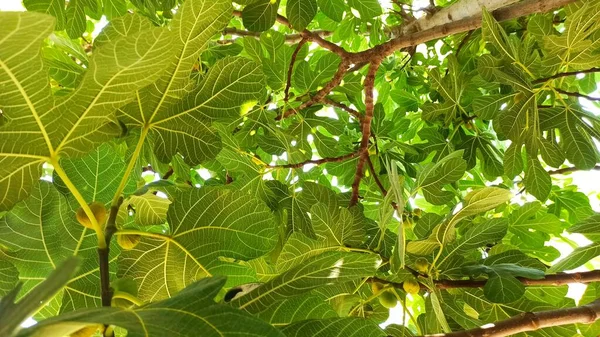 Varkensfruit Grote Bladeren Tak Van Een Vijgenboom Het Egeïsche Deel — Stockfoto