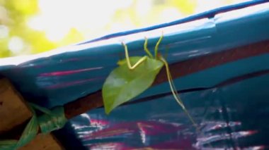 Yeşil yaprak, Kolombiya, Leticia 'daki Amazon yağmur ormanlarında Katydid' i taklit etti.