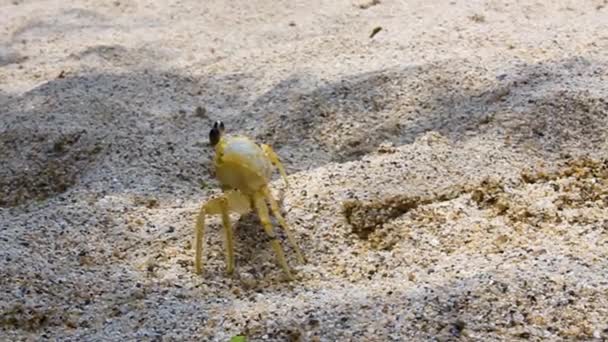 Pequeño Cangrejo Caminando Playa Arena Blanca Parque Nacional Tayrona Colombia — Vídeos de Stock