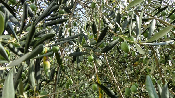 Незрелые Незрелые Оливки Листьями Оливкового Дерева Нетронутые Оливки Свисающие Ветвей — стоковое фото