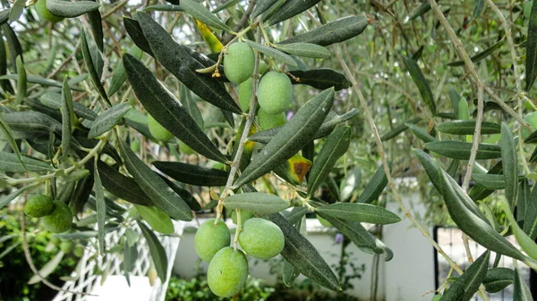 Aceitunas Inmaduras Inmaduras Con Hojas Olivo Aceitunas Intactas Colgando Rama —  Fotos de Stock