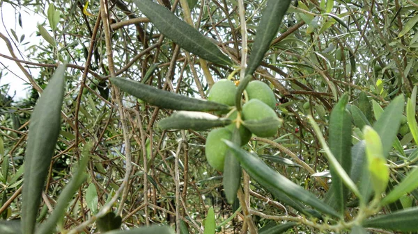 Aceitunas Inmaduras Inmaduras Con Hojas Olivo Aceitunas Intactas Colgando Rama — Foto de Stock