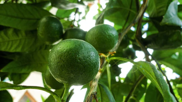 Limão Verde Orgânico Fresco Pendurado Ramo Árvore Pomar Maçã — Fotografia de Stock