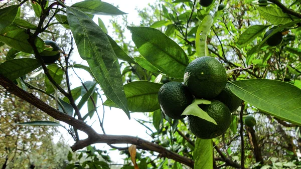 Friss Bio Zöld Citrom Lóg Faágról Egy Almás Gyümölcsösben — Stock Fotó