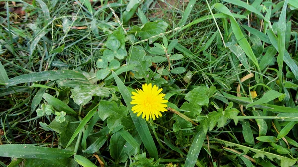 自然の緑の背景に隔離されたカラフルなブーゲンビリアの花 — ストック写真