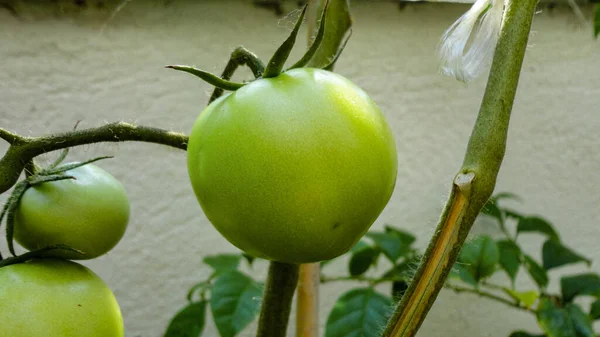 Pommes Vertes Biologiques Fraîches Suspendues Branche Arbre Dans Verger Pommiers — Photo