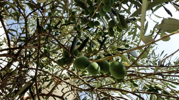 Olivenbaum Mit Altem Strukturiertem Stamm Alte Olivenbäume Mit Miteinander Verflochten — Stockfoto