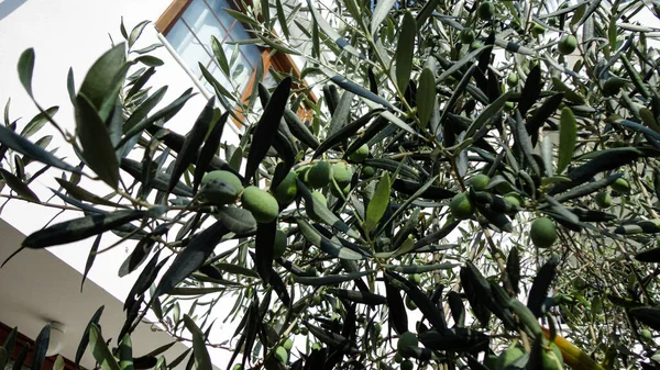 Olivo Con Viejo Tronco Texturizado Viejos Olivos Con Entrelazados Plantación —  Fotos de Stock