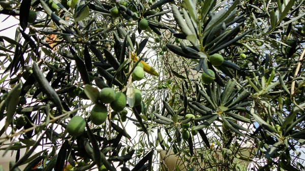 Olivo Con Viejo Tronco Texturizado Viejos Olivos Con Entrelazados Plantación — Foto de Stock