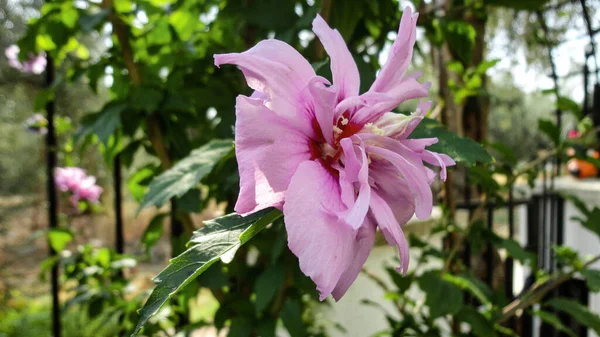 Organic beige colored rose flower in natural botanical garden