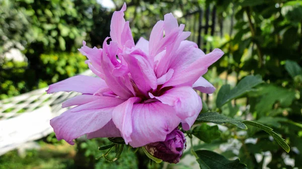 植物園の有機ベージュ色のバラの花 — ストック写真