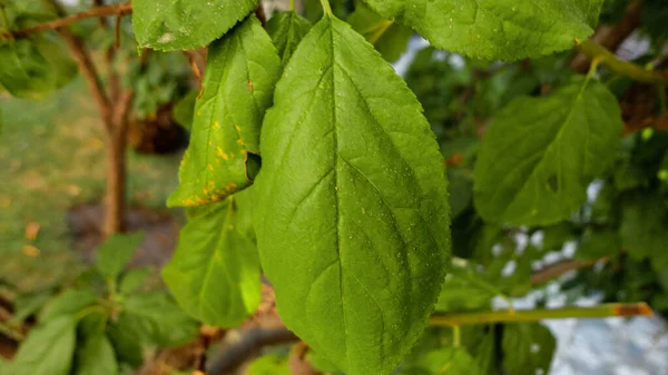 Frisches Grünes Blatt Nahaufnahme Warten Auf Den Herbst Vor Natürlichem — Stockfoto