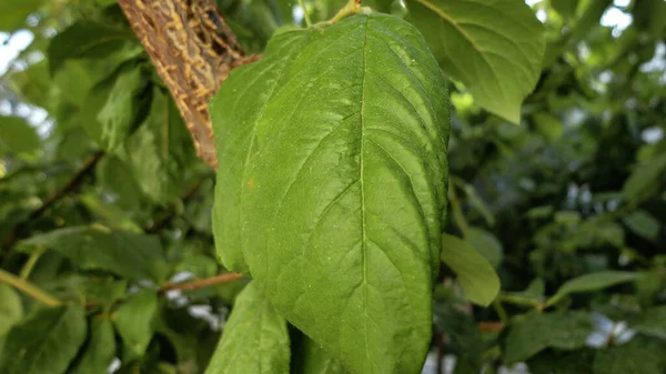 Fresh Green Leaf Close Waiting Autumn Natural Background — Stock Photo, Image