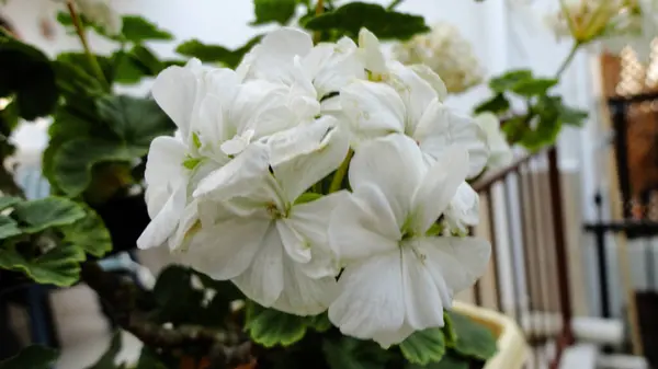 Bunte Bougainvillea Blume Isoliert Auf Natürlichem Grünen Hintergrund — Stockfoto