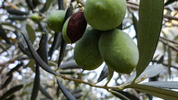 Aceitunas Inmaduras Inmaduras Con Hojas Olivo Aceitunas Intactas Colgando Rama —  Fotos de Stock