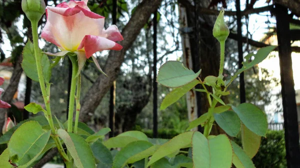 Flor Rosa Color Beige Orgánico Jardín Botánico Natural — Foto de Stock