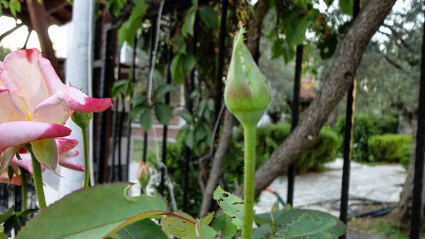 Fleur Rose Beige Bio Dans Jardin Botanique Naturel — Photo