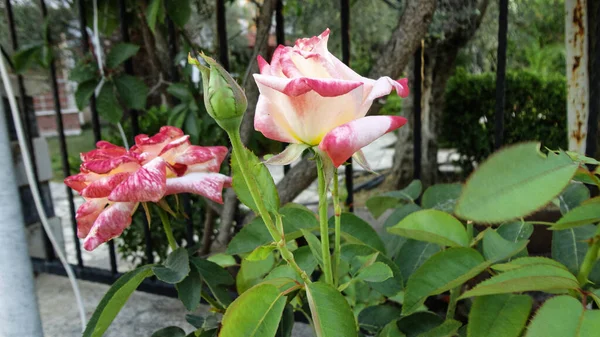 Flor Rosa Color Beige Orgánico Jardín Botánico Natural — Foto de Stock