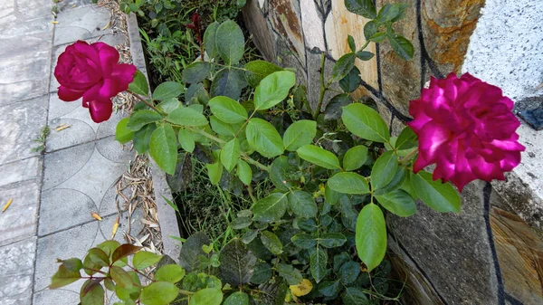 天然植物园中的有机粉红色玫瑰花 — 图库照片