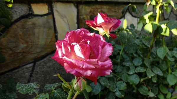 Rosa Orgánica Flor Color Rosa Jardín Botánico Natural — Foto de Stock