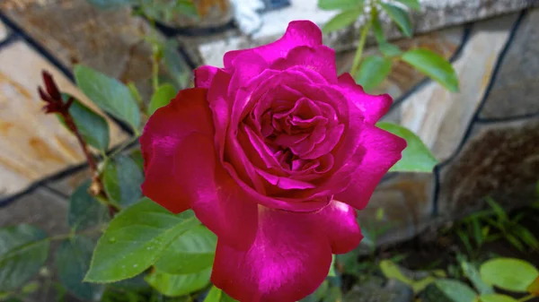 Organische Rosafarbene Rosenblüte Natürlichen Botanischen Garten — Stockfoto