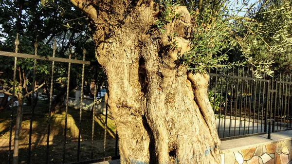 古いテクスチャトランクとオリーブの木 絡み合った古いオリーブの木 トルコのオリーブの木の伝統的なプランテーション — ストック写真