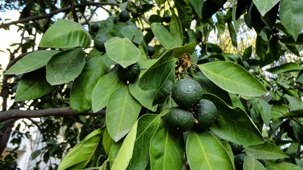 Limão Verde Orgânico Fresco Pendurado Ramo Árvore Pomar Maçã — Fotografia de Stock