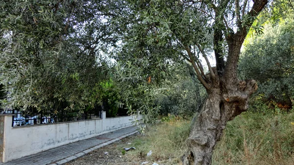 Olivo Con Viejo Tronco Texturizado Viejos Olivos Con Entrelazados Plantación —  Fotos de Stock