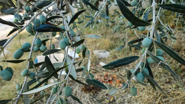 Aceitunas Inmaduras Inmaduras Con Hojas Olivo Aceitunas Intactas Colgando Rama —  Fotos de Stock