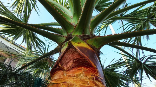 Folhas Afiadas Uma Palmeira Folha Palma Natureza Fundo Textura Verde — Fotografia de Stock