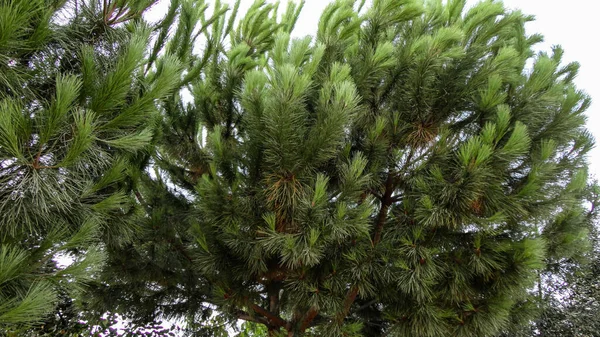 自然背景下的绿色冷杉树 冷杉树枝的特写 — 图库照片