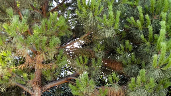 Grön Gran Naturlig Bakgrund Grenarna Granen Närbild — Stockfoto