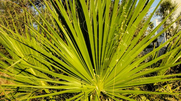 Folhas Afiadas Uma Palmeira Folha Palma Natureza Fundo Textura Verde — Fotografia de Stock