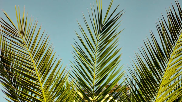 Scherpe Bladeren Van Een Palmboom Palmblad Natuur Groene Textuur Achtergrond — Stockfoto