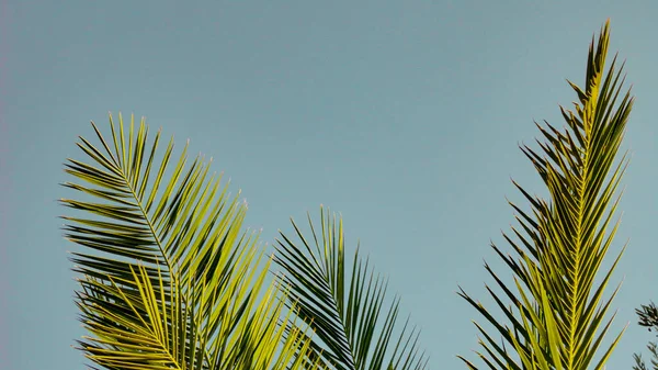 Ostre Liście Palmy Liść Palmowy Natura Zielony Tekstury Tła — Zdjęcie stockowe