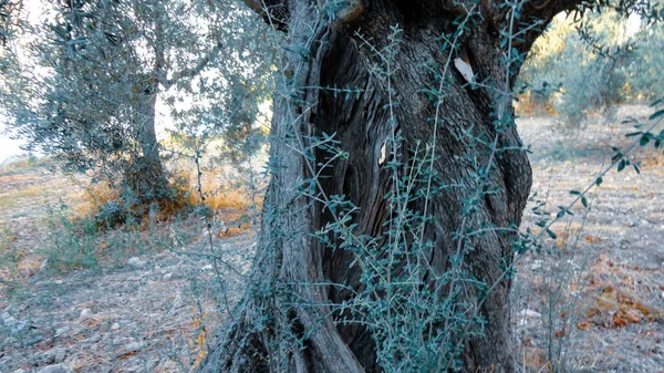 Olivträd Med Gammal Texturerad Stam Gamla Olivträd Med Sammanflätade Traditionell — Stockfoto
