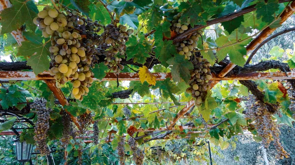 Uvas Vinho Com Folhas Penduradas Ramo Cultivando Plantação Uva Fundo — Fotografia de Stock