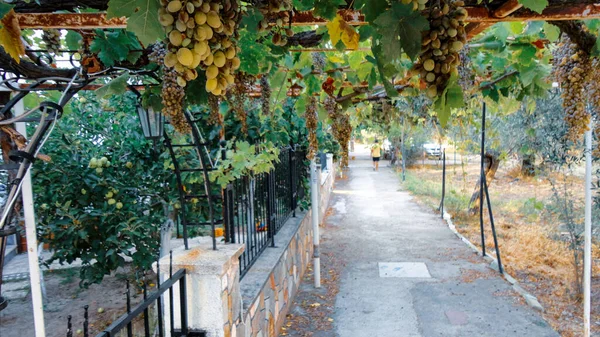 Uve Vino Con Foglie Appese Ramo Coltivazione Della Piantagione Uva — Foto Stock