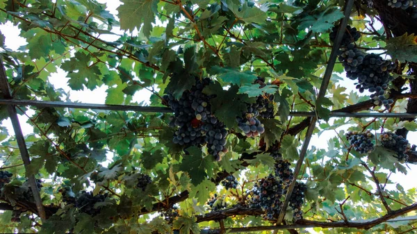 Uvas Vinho Com Folhas Penduradas Ramo Cultivando Plantação Uva Fundo — Fotografia de Stock